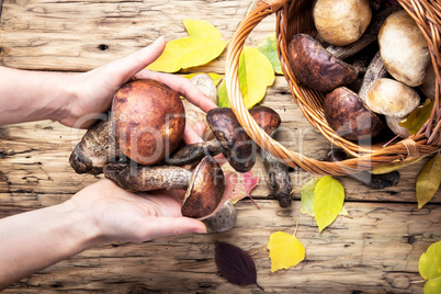 harvest of forest mushrooms