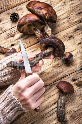 harvest of forest mushrooms