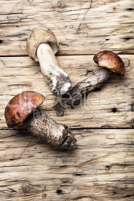 harvest of forest mushrooms