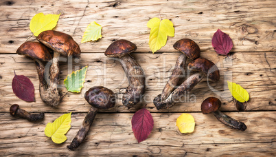 harvest of forest mushrooms