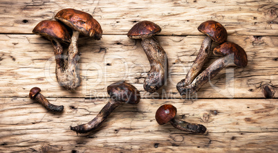 harvest of forest mushrooms