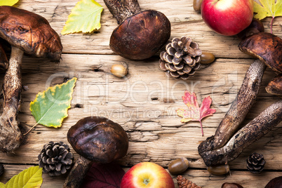 harvest of forest mushrooms