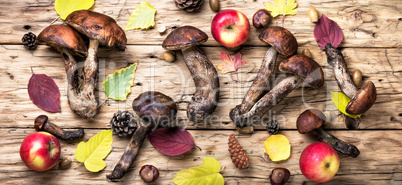 harvest of forest mushrooms