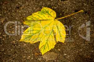 maple leaf in autumnal colors