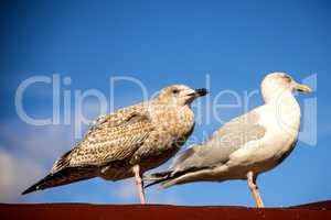 herring gull, young and adult bird on a roof