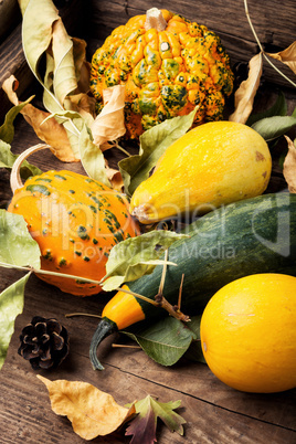 Autumn harvest pumpkin