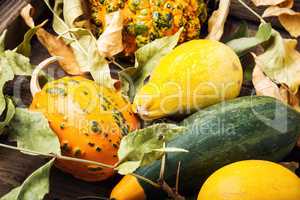 Different varieties of pumpkins,