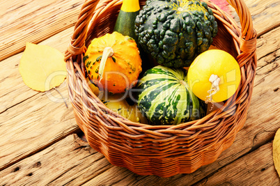Autumn Pumpkin in basket