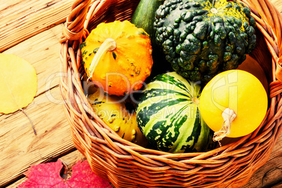 Pumpkin set in basket