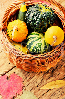 Autumn Pumpkin in basket