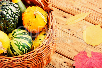 Pumpkin set in basket