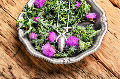 Onopordum and herbalism.Thistle