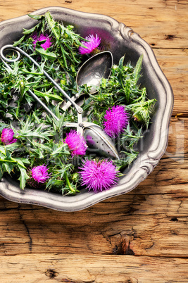 Onopordum and herbalism.Thistle