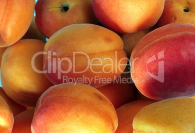 many orange peach at day