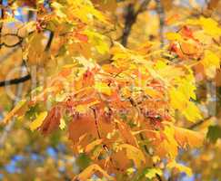 yellow leafs on tree