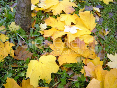 yellow leafs on earth