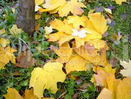 yellow leafs on earth