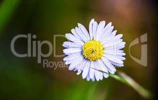 macro photograph of a little daisy in the grass
