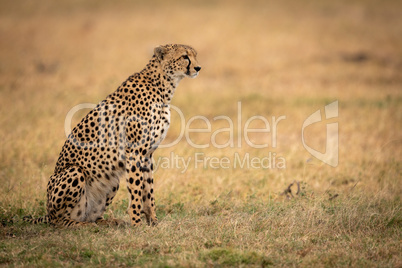 Cheetah sits on grassy plain in profile