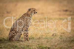 Cheetah sits on grassy plain in profile