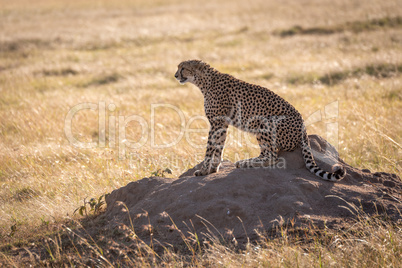 Cheetah sits on termite mound in profile