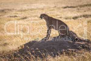 Cheetah sits on termite mound in profile