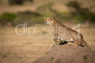 Cheetah sits on termite mound in savannah