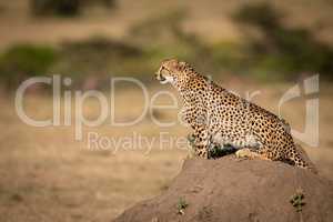 Cheetah sits on termite mound in savannah