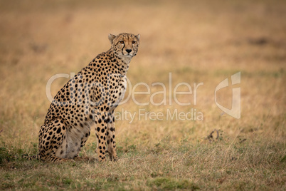 Cheetah sits on grassy plain turning head