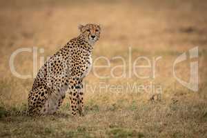 Cheetah sits on grassy plain turning head