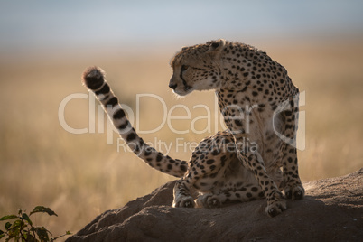 Cheetah sits on termite mound leaning left