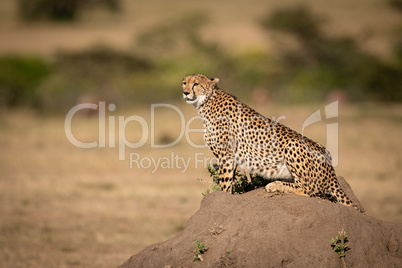 Cheetah sits on termite mound looking out