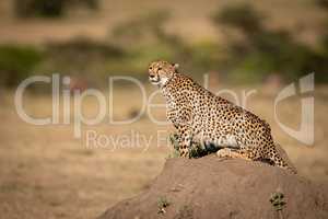 Cheetah sits on termite mound looking out