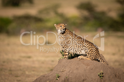 Cheetah sits on termite mound looking right