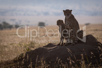 Cheetah sits on termite mound with cub