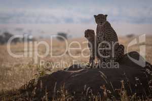 Cheetah sits on termite mound with cub