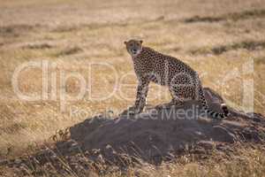Cheetah sits on termite mound turning head