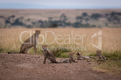 Cheetah sits on track beside four cubs