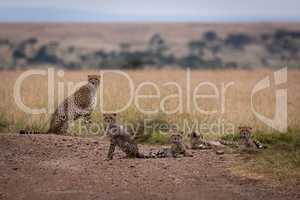 Cheetah sits on track beside four cubs