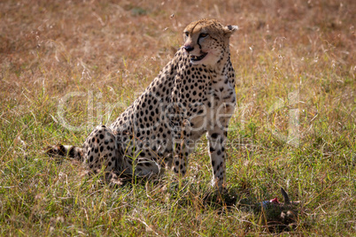 Cheetah sits over kill in long grass