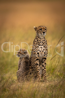 Cheetah sits side-by-side with cub in savannah