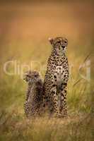 Cheetah sits side-by-side with cub in savannah