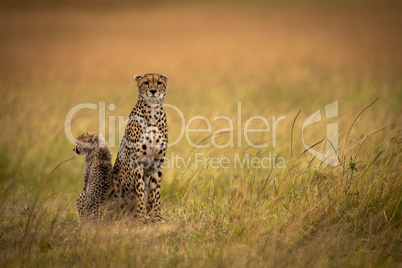 Cheetah sits side-by-side with cub in grassland