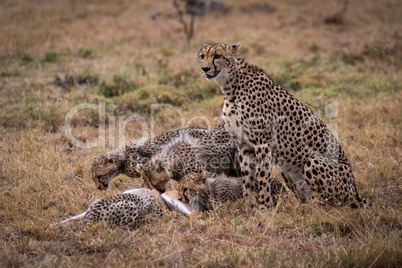 Cheetah sits watching cubs eat Thomson gazelle