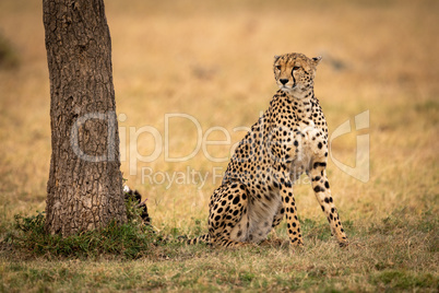 Cheetah sits staring past tree on grass
