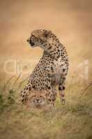 Cheetah sits with cub at her feet