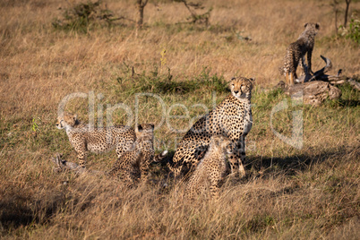 Cheetah sits with four cubs on savannah