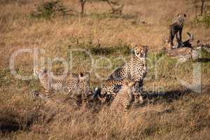 Cheetah sits with four cubs on savannah