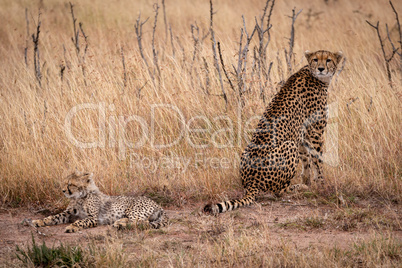 Cheetah sits with cub lying in grass