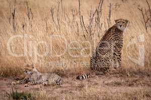 Cheetah sits with cub lying in grass
